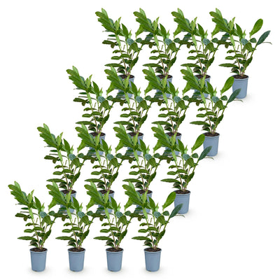 Green boutiQ - 16x Prunus laur. Caucasica - Lorbeer-Kirsche - Heckenpflanzen - Immergrün - Grün - Topf 9cm - Höhe 25-35cm