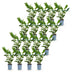 Green boutiQ - 16x Prunus laur. Caucasica - Lorbeer-Kirsche - Heckenpflanzen - Immergrün - Grün - Topf 9cm - Höhe 25-35cm Bild 2