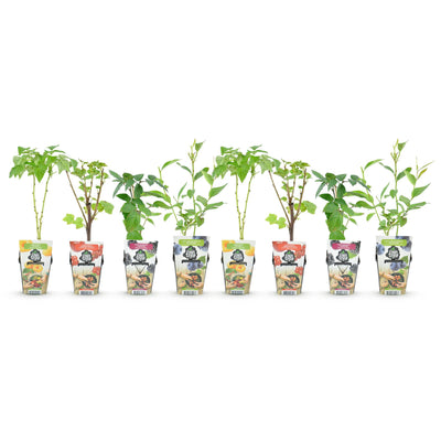GreenboutiQ Obstpflanzen-Set: 8 Beerensträucher für Garten & Balkon
