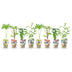 GreenboutiQ Obstpflanzen-Set: 8 Beerensträucher für Garten & Balkon Bild 2
