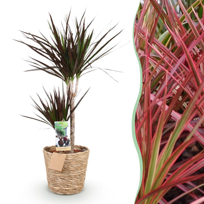 Dracaena Magenta Zimmerpflanze mit Korb, 90-100cm, pflegeleicht