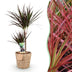 Dracaena Magenta Zimmerpflanze mit Korb, 90-100cm, pflegeleicht Bild 1