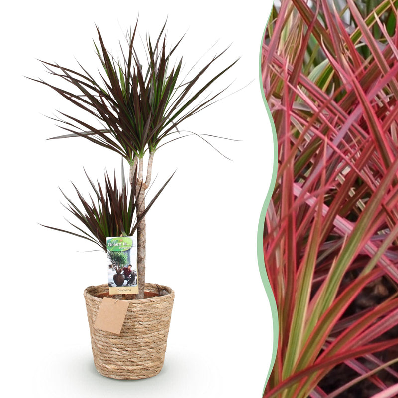 Dracaena Magenta Zimmerpflanze mit Korb, 90-100cm, pflegeleicht