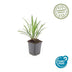 12x Liriope muscari 'Ingwersen' - Graslilie, 10-25cm, Ø9cm Topf Bild 3