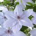 Clematis Double Up Barnadine & Masa im 23cm Topf Bild 4