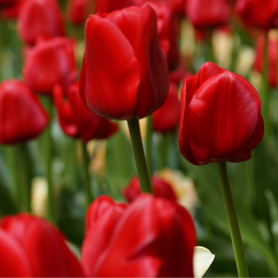 Tulpenbollen Seadov – 20 Stück | KH Bloembollen® | Dieprode Tulp – Krachtig, Klassiek & Tijdloos – Voor Tuin of Pot – Maat 11/12 – Vers van de Teler