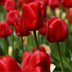 Tulip Bulbs Seadov – 20 Pieces | KH Bloembollen® | Deep Red Tulip – Strong, Classic & Timeless – For Garden or Pot – Size 11/12 – Fresh from the Grower Bild 1
