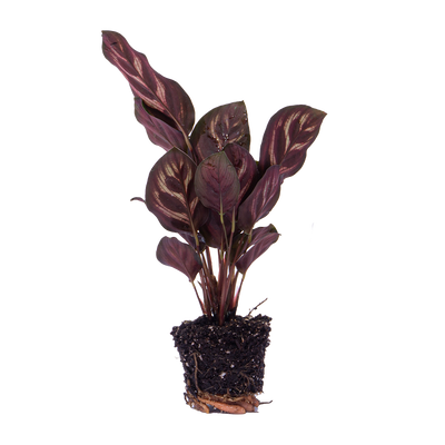 Calathea Makoyana (Pfauenpflanze) - Topfgröße 6