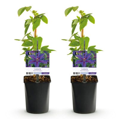 Clematis Mrs. N. Thompson – Kletterpflanze, 2 Pflanzen, pflegeleicht