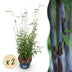 Fargesia nitida Black Dragon Bamboo - 2 Plants - Non-invasive Bild 1