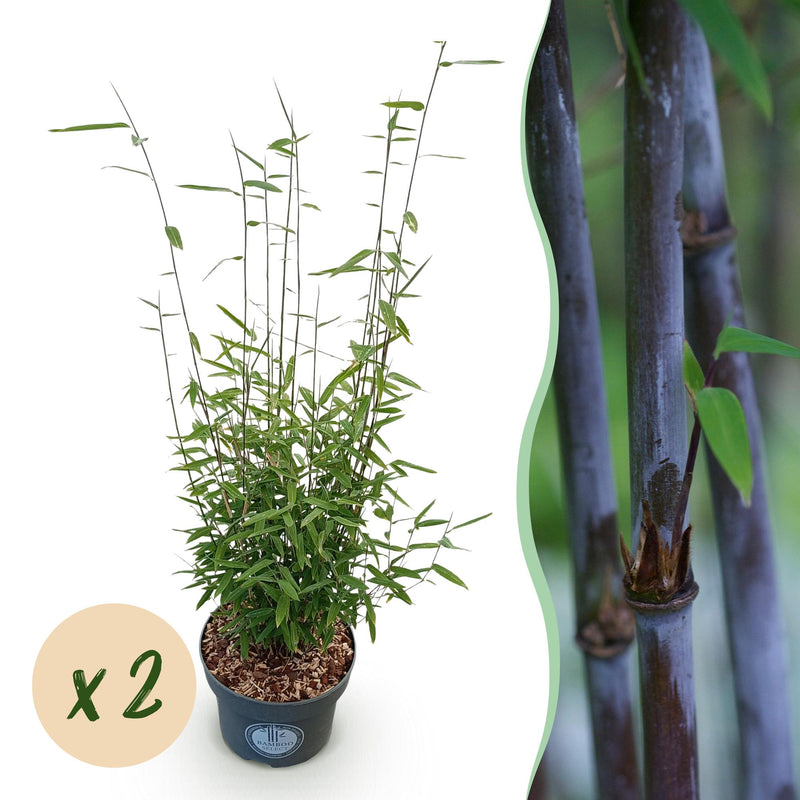 Fargesia nitida Black Dragon Bamboo - 2 Plants - Non-invasive