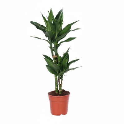 Dracaena Janet Lind - Drachenbaum, 70cm, Topf Ø17cm