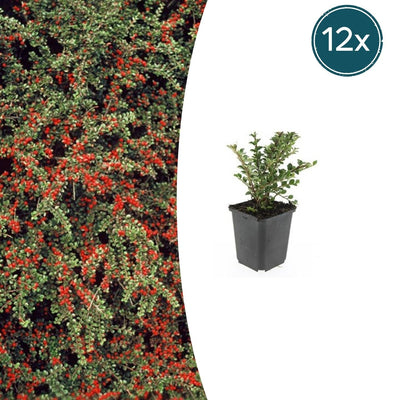 12x Cotoneaster horizontalis - ↕10-25cm - Ø9cm