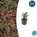 12x Cotoneaster horizontalis - ↕10-25cm - Ø9cm Bild 1