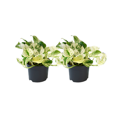 Epipremnum Happy Leaf - 2 Stück - Ø12cm
