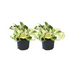 Epipremnum Happy Leaf - 2 pieces - Ø12cm Bild 1