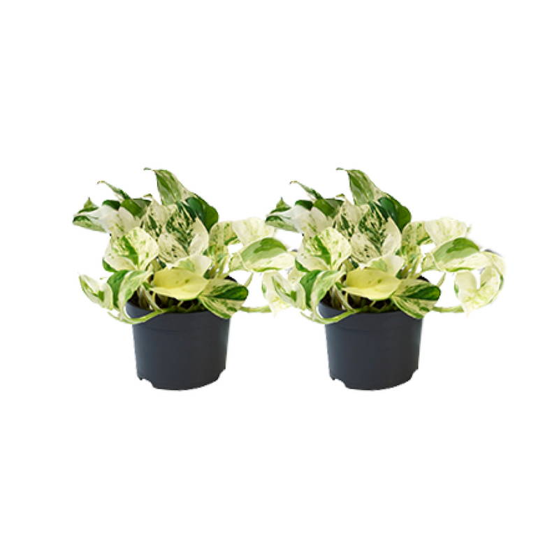 Epipremnum Happy Leaf - 2 pieces - Ø12cm