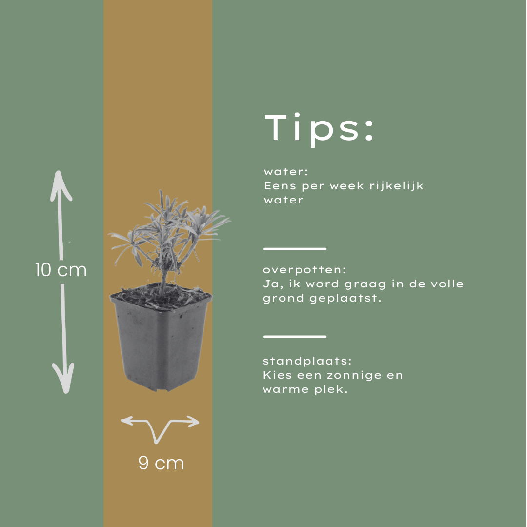 Erysimum 'Bowles' Mauve' - 12x Staude, 10-25cm, Ø9cm