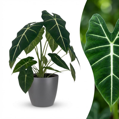 Alocasia Frydek Elefantenohr – pflegeleicht, 60cm hoch, Topf 19cm