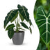 Alocasia Frydek Elefantenohr – pflegeleicht, 60cm hoch, Topf 19cm Bild 1
