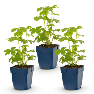 Green boutiQ - Perennial - Delphinium (P) Astolat - Larkspur - Bee and Butterfly Attractors - Pink - 3 Plants - Pot 11cm - Height 15-25cm