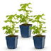 Green boutiQ - Perennial - Delphinium (P) Astolat - Larkspur - Bee and Butterfly Attractors - Pink - 3 Plants - Pot 11cm - Height 15-25cm Bild 2