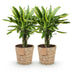 Green boutiQ - Zimmerpflanzen - Dracaena fragrans Golden Coast - Drachenbaum - Wenig Pflege - mit Korb - Bunt - 2 Pflanzen - Topf 17cm - Höhe 50-55cm Bild 2