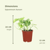 2x Epipremnum Aureum 'Golden Pothos' - 20cm Topf - pflegeleicht Bild 2