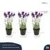 Lavendel 3 Stück - Kunstpflanzen - Bündel Bild 5