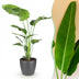 Strelitzia Nicolai (Paradiesvogelblume) – Topfpflanze, 110-120cm Bild 1