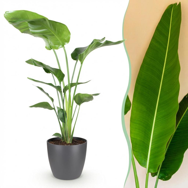 Strelitzia Nicolai (Paradiesvogelblume) – Topfpflanze, 110-120cm