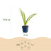 Green boutiQ - Perennial - Hemerocallis Pink Damask - Daylily - Bee and Butterfly Attractors - Pink - 3 Plants - Pot 11cm - Height 15-25cm Bild 2