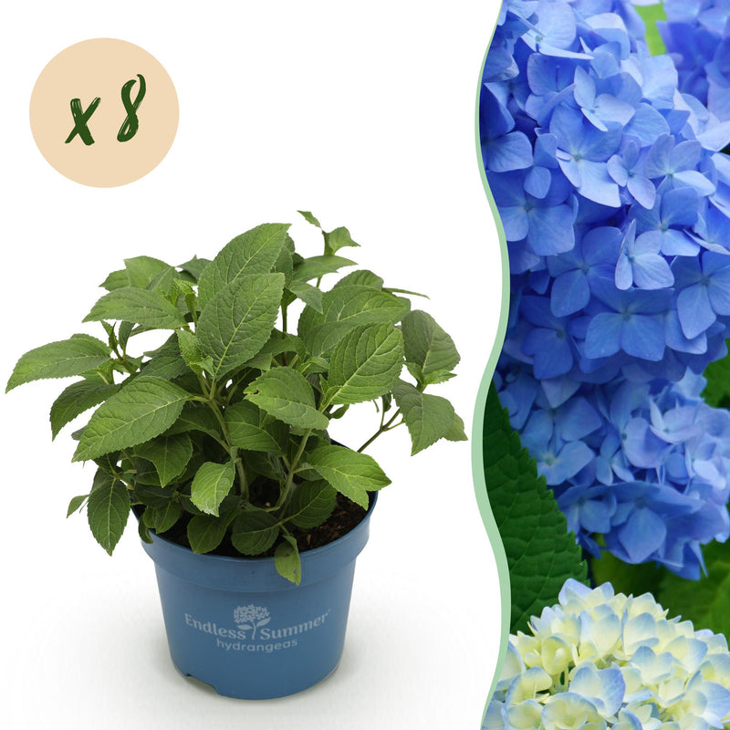 8x Hydrangea Endless Summer The Original Blue, frost-hardy, 14cm pot