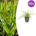 48x Japan-Segge 'Aureovariegata' 10-25cm im 9cm Topf Bild 1