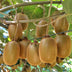 2 Kiwi Pflanzen (Actinidia deliciosa Hayward) weiblich, 50cm Bild 5