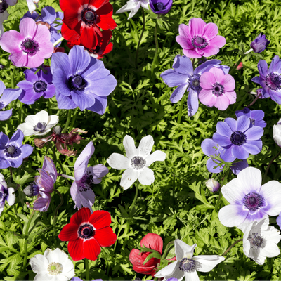 Anemonen enkel 30 stück