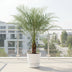 Phoenix Roebelenii Palme, 150 cm, Ø27 - Exotischer Hingucker Bild 3