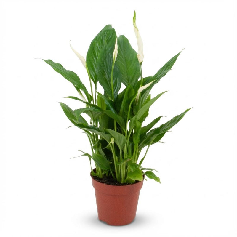 Spathiphyllum Peace Lily: Air-purifying, Ø12cm, 35-40cm height