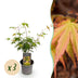 Acer palmatum Katsura: 3x Orange Zwerg-Ahorn, pflegeleicht, 35cm Bild 1