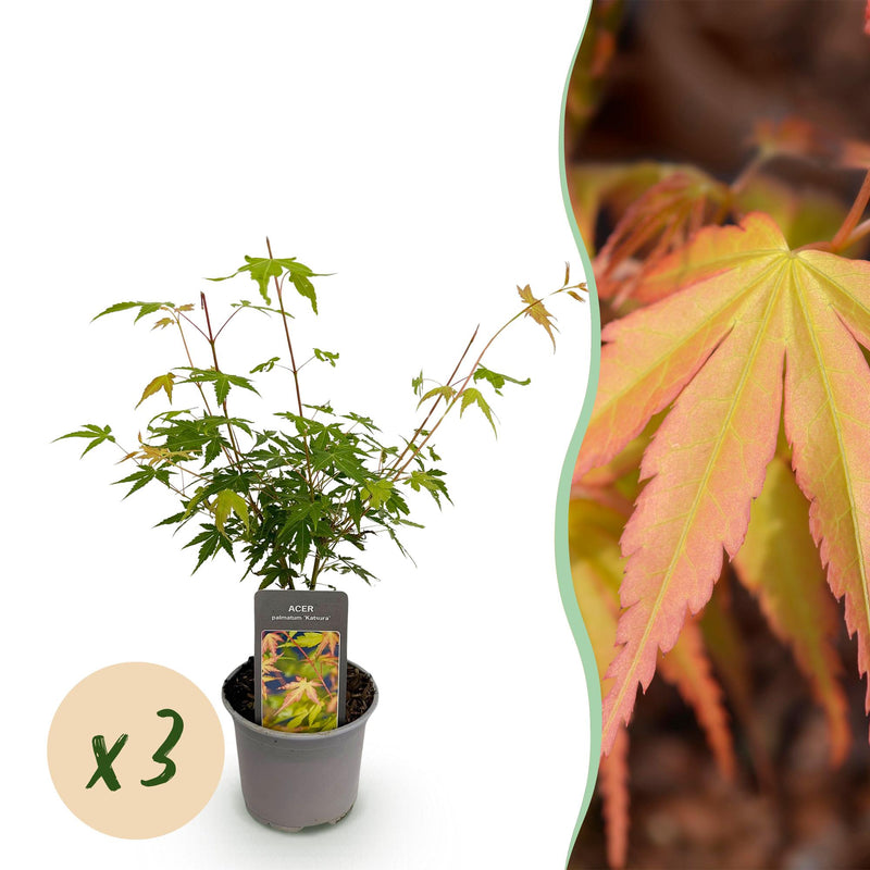 Acer palmatum Katsura: 3x Orange Zwerg-Ahorn, pflegeleicht, 35cm