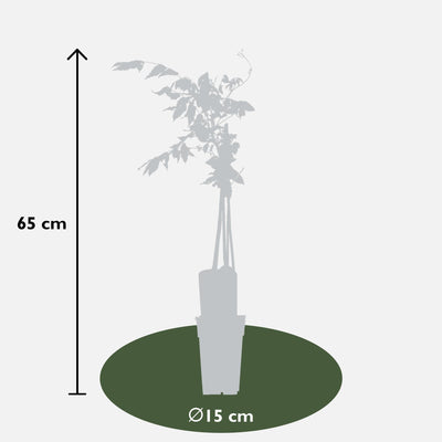 Wisteria floribunda 'Rosea' - Rosafarbene Glyzinie (Ø15cm, ↕65cm)
