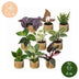 9x Überraschungs-Pflanzenbox Tropisch, Ø6cm, Höhe 5-15cm Bild 6