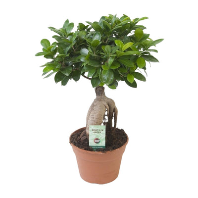 Ficus Ginseng Bonsai Pflanze Ø17cm, ca. 40cm hoch