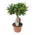Ficus Ginseng Bonsai Pflanze Ø17cm, ca. 40cm hoch Bild 1