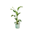 Strelitzia Nicolai in elho pot, 100cm Bild 1