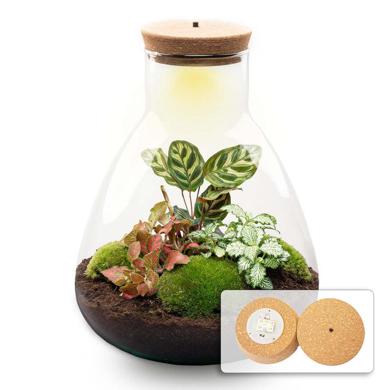Flaschengarten Sam Calathea: Autarkes Mini-Biotop mit LED-Lampe