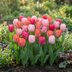 80x Tulipa 'Positive Vibe' - Frühlingsblüher - Zwiebelgröße 11/12 Bild 2