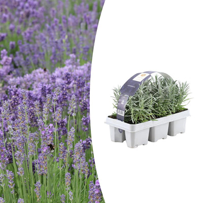 6er Pack Lavendel angustifolia - Ø7 cm - ↕15 cm