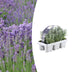 6er Pack Lavendel angustifolia - Ø7 cm - ↕15 cm Bild 1