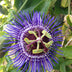 Passiflora Violett 'Purple Haze' - Lila Traum für Ihren Garten Bild 3